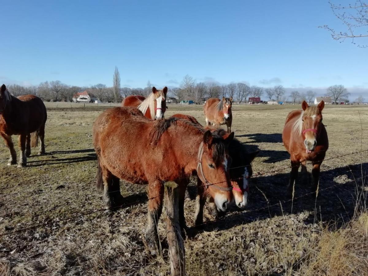 Domek Letniskowy Szuwarek Villa Swinoujscie Kültér fotó